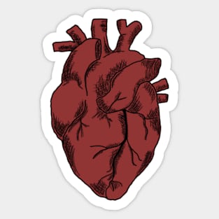 Anatomical Heart Sticker